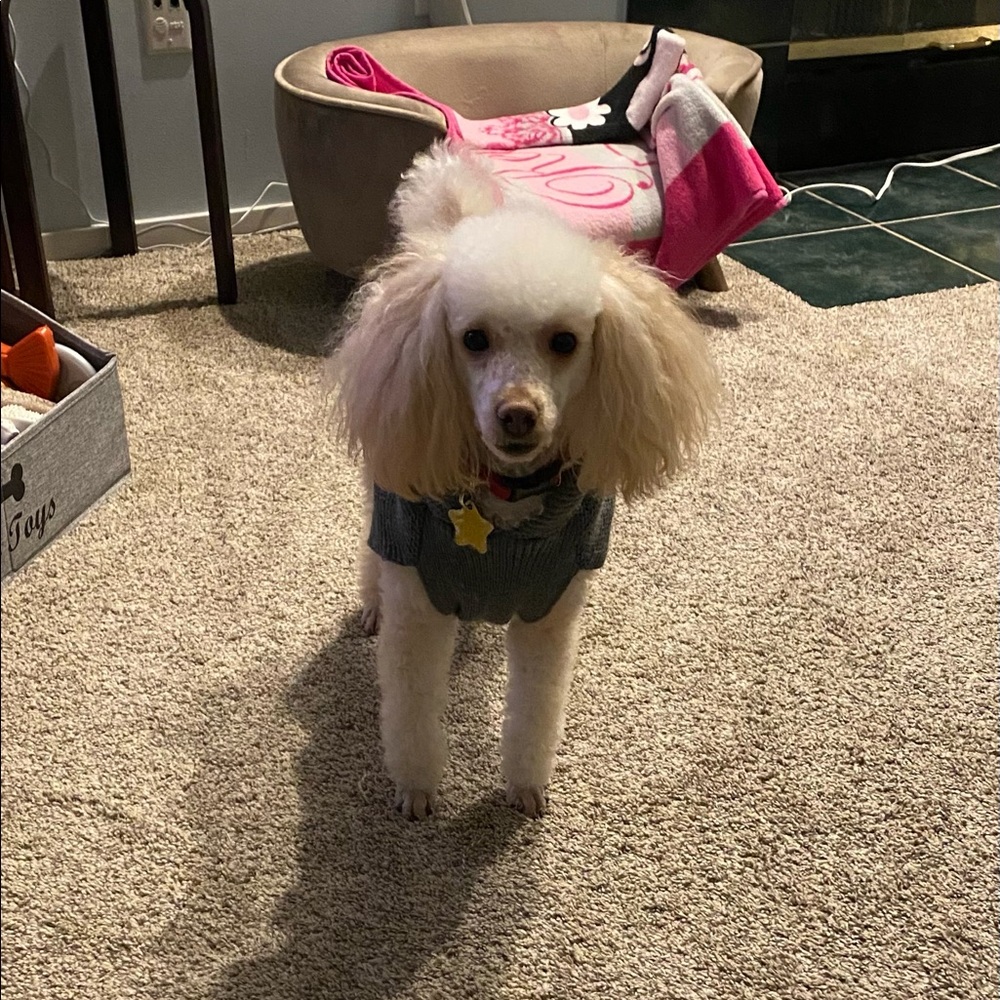 Meet your Posher, Carrie